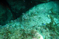 Coryphopterus urospilus