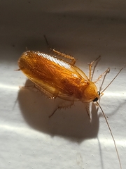 Parcoblatta virginica