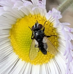 Leucostoma