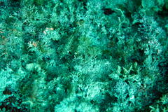 Coryphopterus urospilus