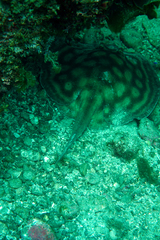 Urobatis concentricus