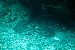 Urobatis concentricus