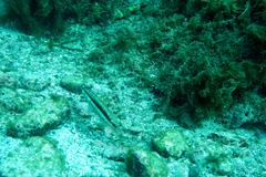 Serranus psittacinus