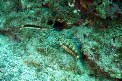Serranus psittacinus