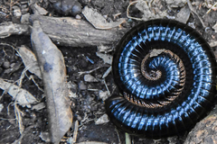 Archispirostreptus gigas