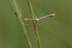 Stenoptilia pterodactyla