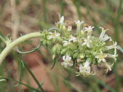 Ipomopsis spicata spicata
