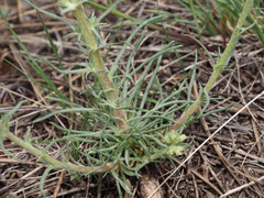 Ipomopsis spicata spicata