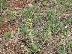 Ipomopsis spicata spicata