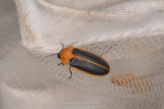 Asymmetricata circumdata