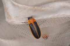 Asymmetricata circumdata