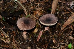 Lepiota haemorrhagica