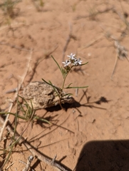 Ipomopsis gunnisonii