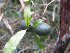 Tabernaemontana ventricosa