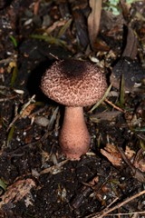 Lepiota haemorrhagica