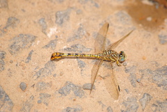 Crenigomphus hartmanni