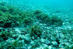 Thalassoma lucasanum