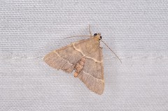 Stemmatophora flavicaput