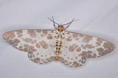 Percnia luridaria