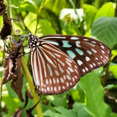 Ideopsis similis similis