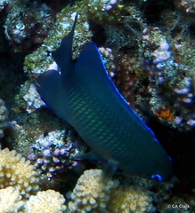 Plectroglyphidodon johnstonianus