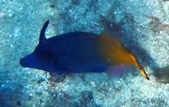 Pervagor aspricaudus