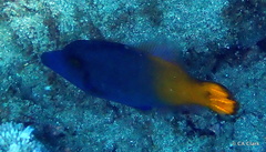 Pervagor aspricaudus