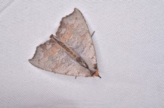 Hyperlopha compactilis