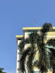 Psittacula alexandri