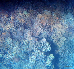 Montipora capitata