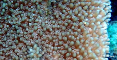 Montipora capitata
