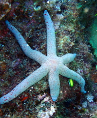 Linckia multifora