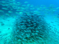 Decapterus macarellus