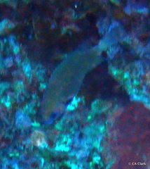 Pycnochromis pacifica