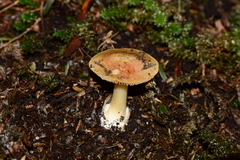Cortinarius phalarus