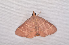 Stemmatophora flavicaput