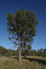 Acacia excelsa