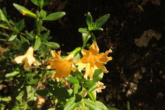 Diplacus grandiflorus