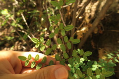 Pellaea andromedifolia