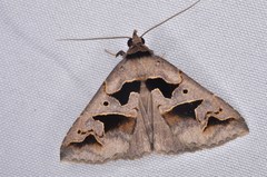 Tephriopis divulsa