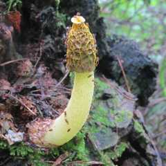 Phallus flavocostatus