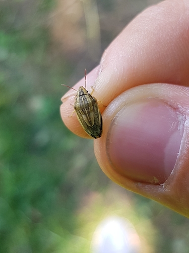 Aelia acuminata