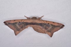 Prismosticta microprisma