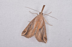 Hypena labatalis