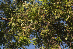 Acacia excelsa