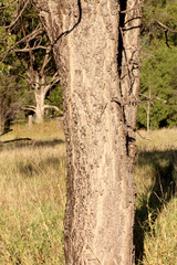 Acacia excelsa