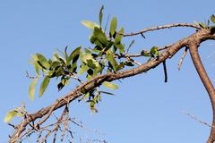 Acacia excelsa