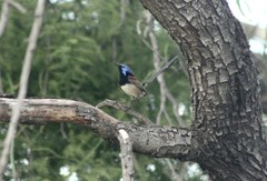 Malurus assimilis assimilis