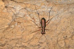 Heptodonta posticalis