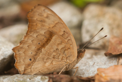Junonia lemonias aenaria